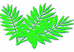 aghsan icon