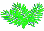 aghsan iconn