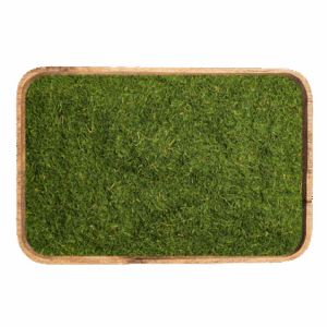 dill md