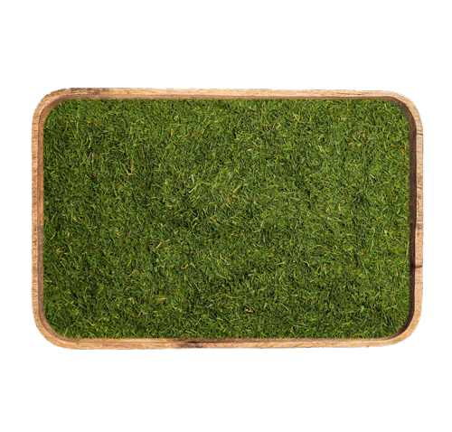 dill md